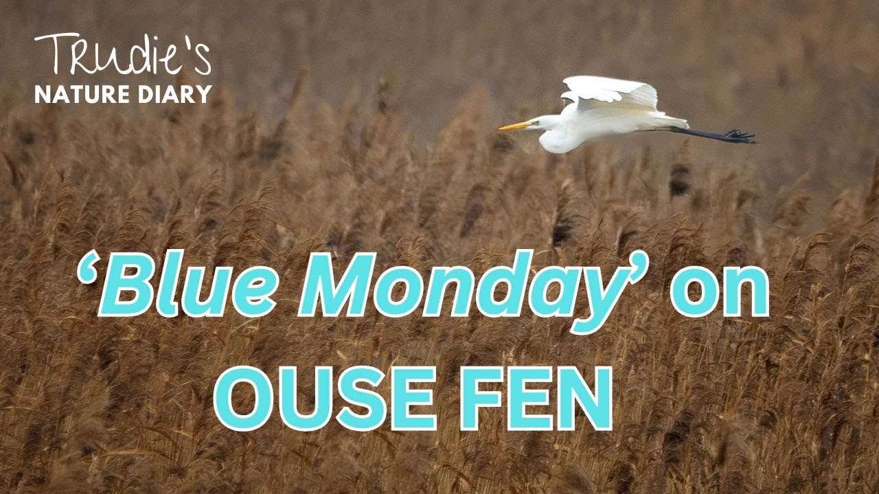Reconnecting on 'Blue Monday' at Ouse Fen | Nature Diary | Wildlife Photography