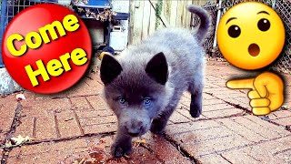 Amazing Recall On 6 Week Puppy - The Benefits Of Imprinting