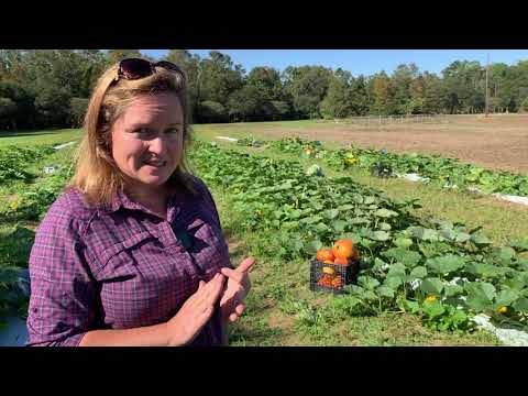 Video: Shouldn't We Grow Squash?