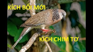 Tiếng chim cu gáy bổi mới nổi (kích chim )