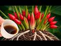 Just 1 Cup a Week! Anthurium Grows 1001 Roots and Blooms All Year Naturally