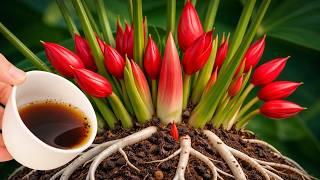Just 1 Cup a Week! Anthurium Grows 1001 Roots and Blooms All Year Naturally