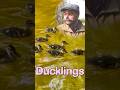 Old MacDonald Ducklings 🐥#animals #nurseryrhymes #kidssongs #kidsvideo #song #children #kids #fun