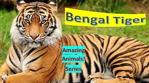 Video 669391: bengal tiger, facts bengal, wild cat