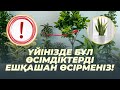 ҮЙДЕ ҰСТАУҒА БОЛМАЙТЫН ЕҢ УЛЫ 10 ӨСІМДІК #гүлдер #улы