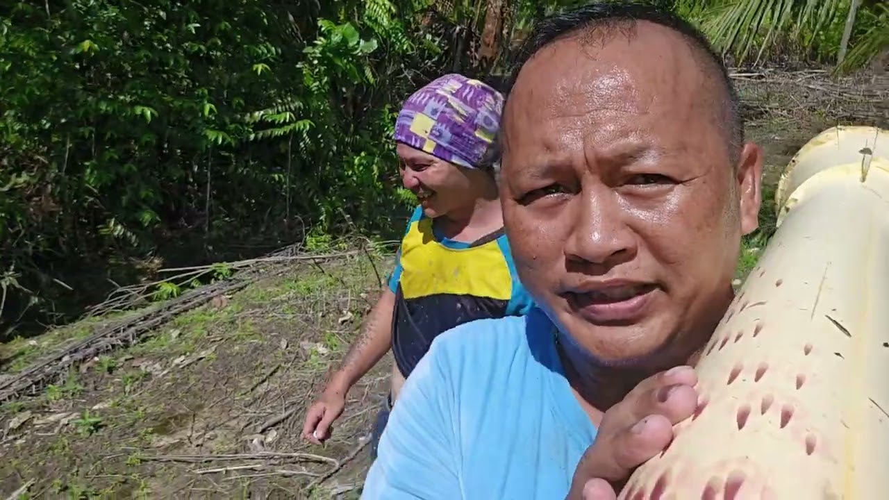 Tebang Pokok Mulung, Upa Pantu #Mujahchannel #totonsampaihabis #janganlupasubscribe 