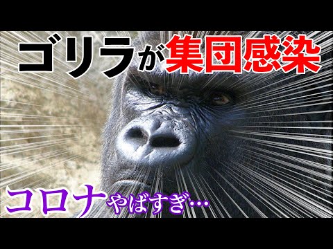 感染しても隔離ができず…絶滅危惧種のゴリラに襲いかかるコロナのリスクとは？