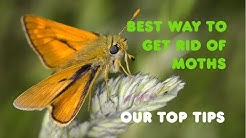BEST WAY TO GET RID OF MOTHS - TIPS FOR MOTH CONTROL LONDON UK - EXTERMINATORS PEST CONTROL 