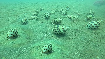 Phát Hiện Ổ Ốc Hương Cồ Lâu Năm Khi Lặn Biển Điểm Tàu Gặp Nhiều Bạch Tuộc To Khủng | P 735