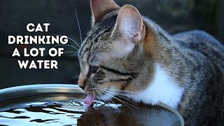 Cat Drinking a LOT of Water: Surprising Reasons & Tips for Healthy Hydration!