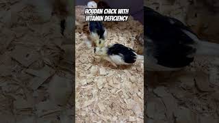 Houdan Chick With Vitamin Deficiency
