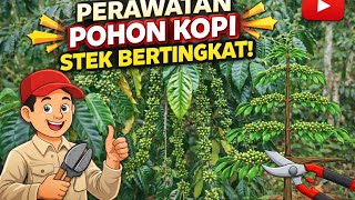 🌱 Perawatan Pohon Kopi Stek Bertingkat Agar Subur & Berbuah Lebat ☕