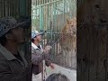 الأسد وشراسته حديقة الحيوانات بالإسكندرية