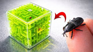 Can Insect Escape This Impossible Maze Puzzle