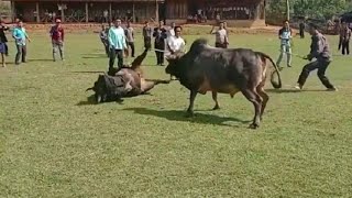 cow fight in Laos.nyuj sib nraus txawj kub heev nrau chob ob sab kub