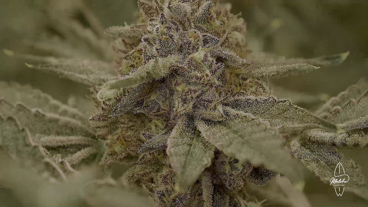 Ice Cream Cake - Malibu