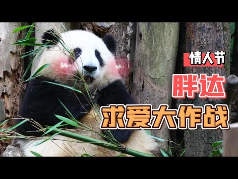《熊貓星團》情人節胖達求愛大作戰 | iPanda熊貓頻道