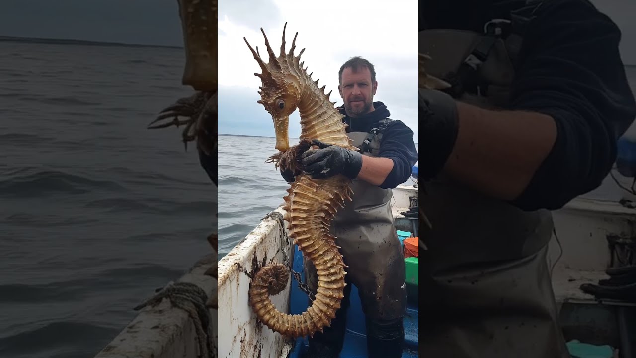 Giant Seahorse Caught On Camera Giantseahorse Marinelife