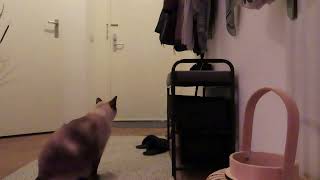 My cat is waiting for me . by Elena Ned 99 views 2 months ago 1 minute