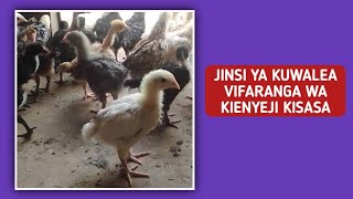 🐥 ULEAJI BORA WA VIFARANGA WA KIENYEJI KISASA