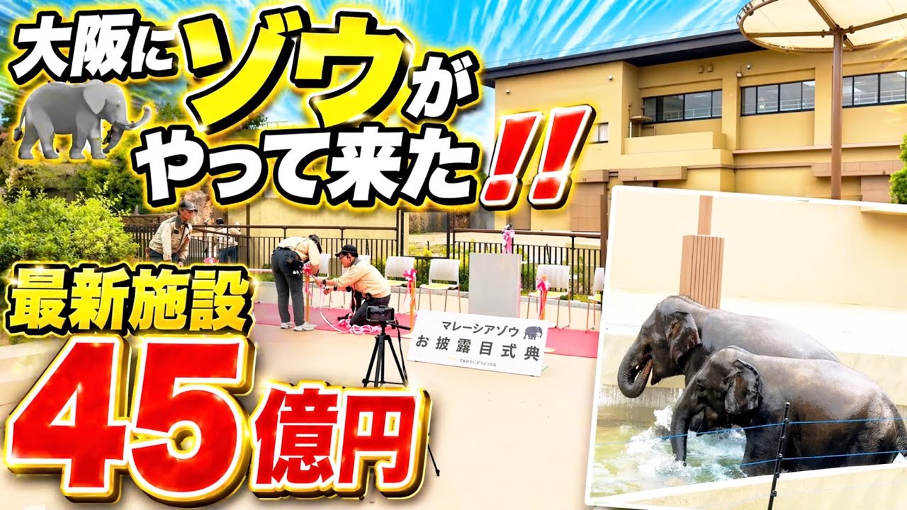 2026年4月21日大阪に像がやって来たゾウ🐘8年ぶり 大騒ぎ😱天王寺