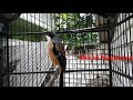 Masteran Burung Cendet Variasi Banyak Tembakan Lancip Mp3 - Mp4 Download
