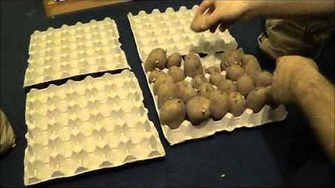 Gardening In The Fens Chitting The Very First seed Potatoes Of 2016