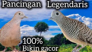 PANCINGAN PERKUTUT KLASIK❗ BIKIN GACOR TAK MAU DIEM. 