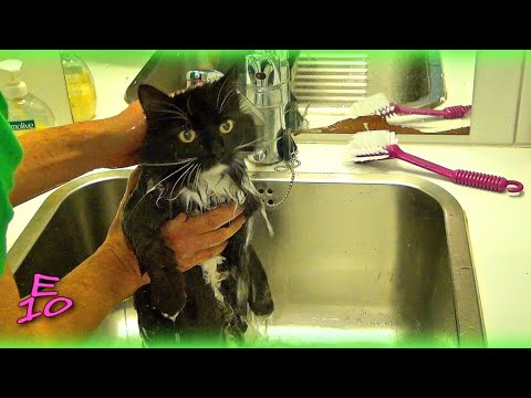 How to Bathe a Fluffy Cat - Peikko the Cat(Rat) - YouTube