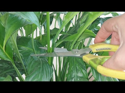 Video: Sago Palmiye Nakli - Bir Sago Palmiye Bitkisinin Ne Zaman ve Nasıl Saklandığını Öğrenin
