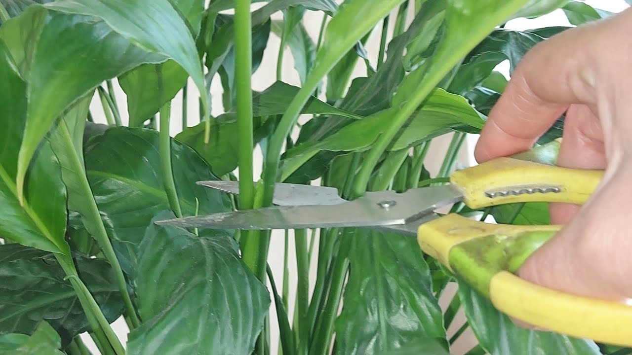 Barış Çiçeği Bununla Bol Bol Açar Uçları Kararan Yaprak Capcanlı olur Çoğaltması Nasıl olur