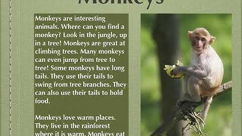 Monkeys video and reading