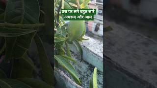 छत पर लगे बहुत सारे अमरूद और आम # plant lover # shorts video