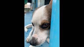 Miệng thì nói không vào nhà chứ chân thì vẫn đi nha #dogshorts