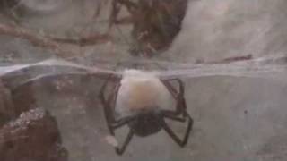 Pest Control Video: Black Widow Spider Lays Eggs-Makes Egg Sac