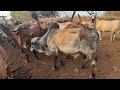 Toro Gyr enfermo mira ya está mejor,,perdio la apuesta joel 😭😭