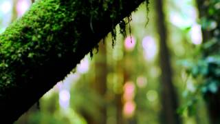 A Brief Visit To Muir Woods