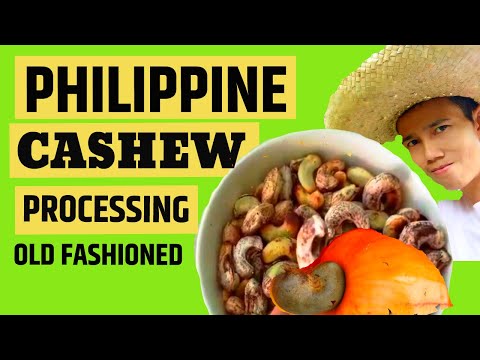 PHILIPPINE CASHEW NUT PROCESSING AT HOME (OLD FASHIONED WAY)