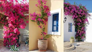 جيرانى سألونى إزاى شجرة الجهنمية | Bougainvillea عندى مزهر ؟ فقررت اقولكم السر فى الفيديو ده -