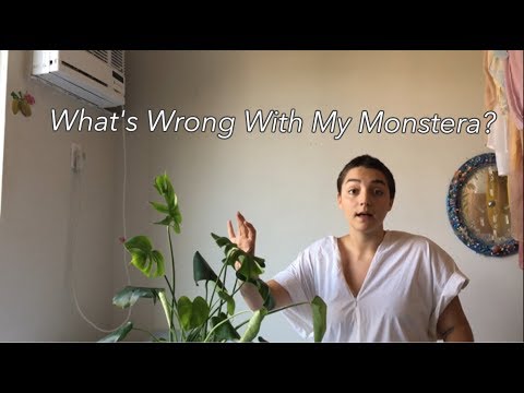 Video: Difficulties In Growing Monstera