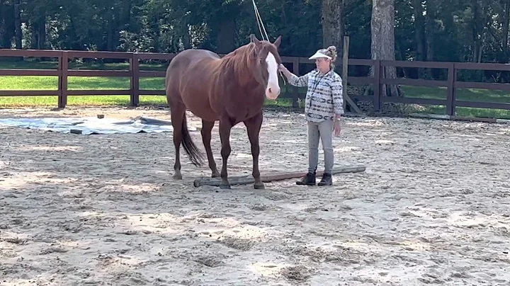 Pat Osborn Chigger Obstacle Intermediate