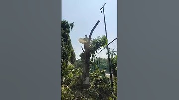 Woodworking project big tree felling skill technique #shortvideo #treecutting #chainsaw