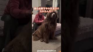 ニューファンドランド!#dog #いぬ #ニューファンドランド