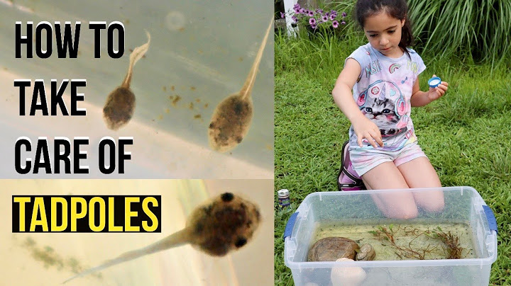 How To Take Care Of TADPOLES | Raising Tadpoles