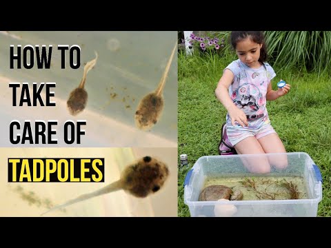 How To Take Care Of TADPOLES | Raising Tadpoles