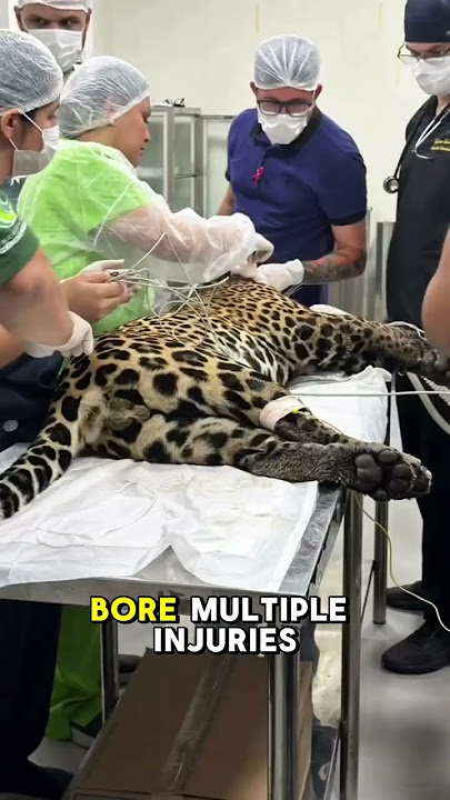 Wounded jaguar rescued after falling into a raging river#shorts #animals #wildlife