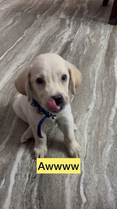 I Wanna Tell U Something doglover labradorpuppy cutedog labradoor i-wanna-tell-u-something-doglover-labradorpuppy-cutedog-labradoor