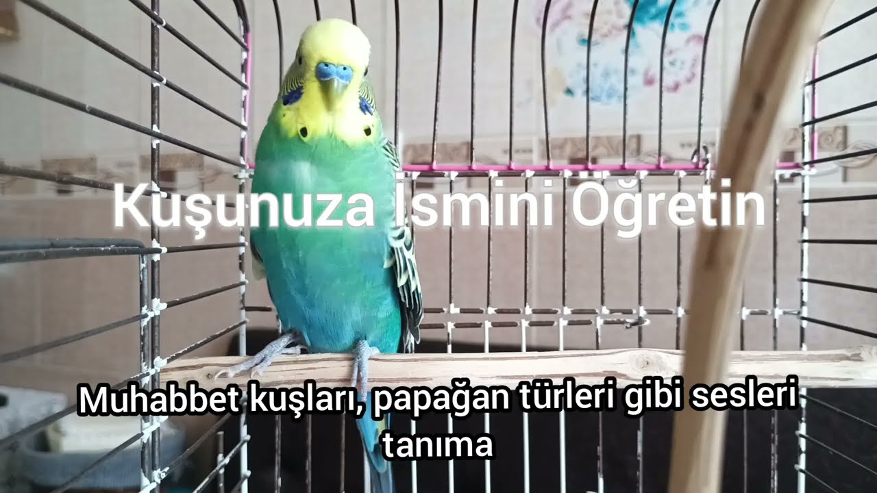 Kuşunuza İsmini Öğretmenin En Etkili ve Bilimsel Yolu! 🐦(Muhabbet Kuşu Eğitim Rehberi) #MuhabbetKuşu