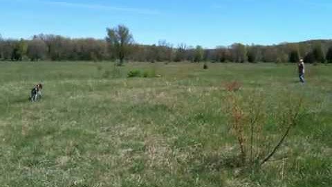 German Wirehaired Pointer - Shooting over Wyeth