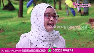 HAJAR SA'ADAH MESIR ORIGINAL 100% IMPORT MESIR Tahan Durasi Dua JAM